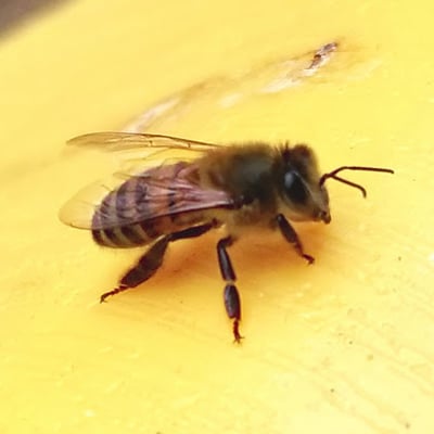 bee